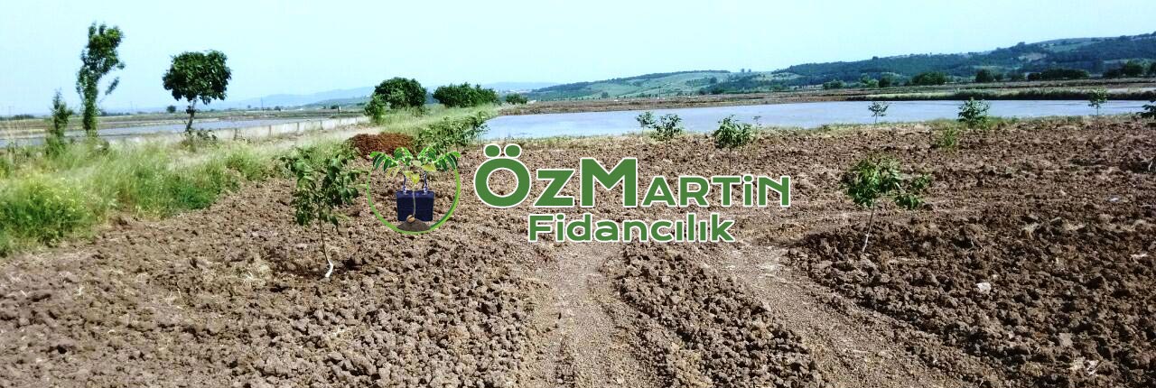 açık köklü ceviz fidanı