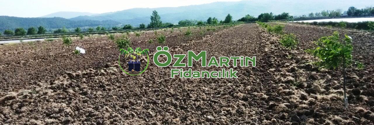 açık köklü ceviz fidanı