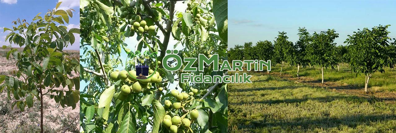 Tüplü Ceviz Fidanı